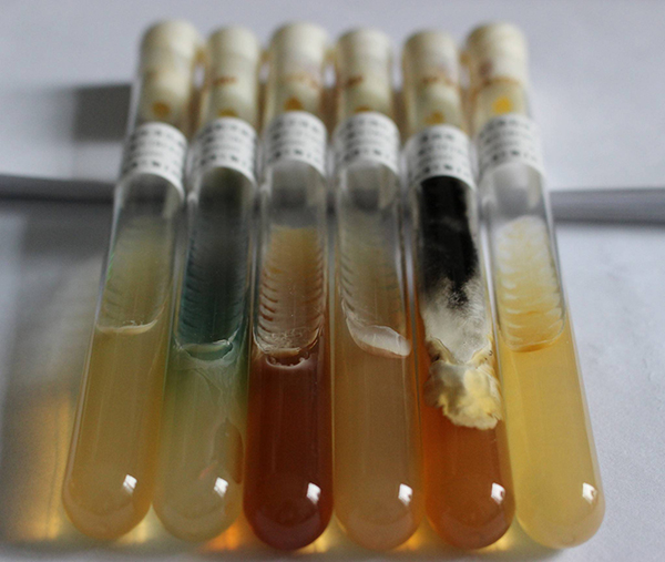 該實(shí)驗(yàn)室一行人前來(lái)我們綠谷商貿(mào)公司參觀談采購(gòu)ATCC菌株合作